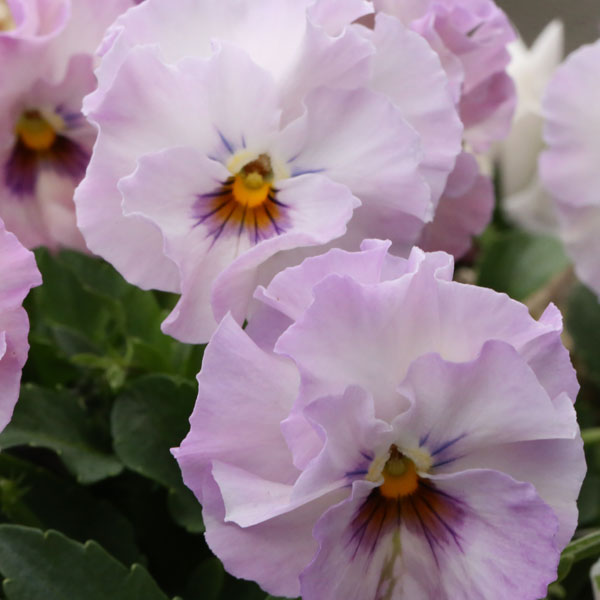 MSKガーデン小輪フリンジビオラ：アールヌーボーラベンダー（アソート）3号ポット 6株セット