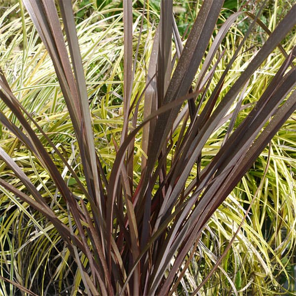 ニューサイラン：アメージングレッド3.5号ポット