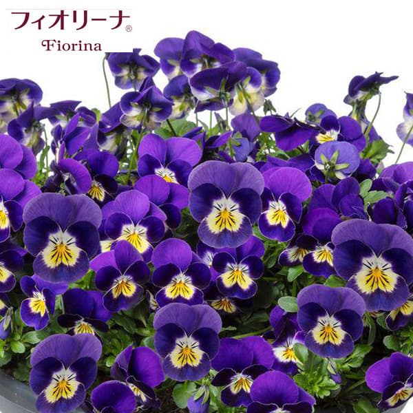 [送料無料]ビオラ：フィオリーナ　ブルーイエロー3.5号ポット 20株セット