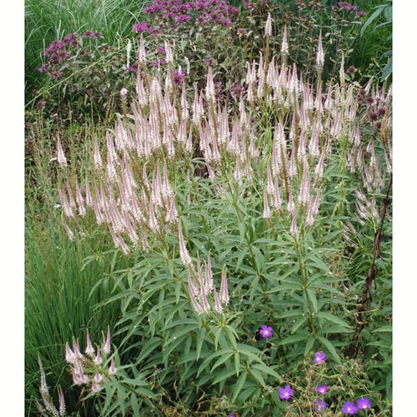 ベロニカストラム：チャレンジャー3.5号ポット