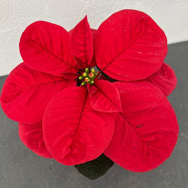 ポインセチア：マウス8cmプラ容器付き 6個セット