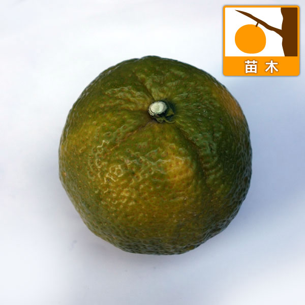 ジャバラ（邪払）7号ポット