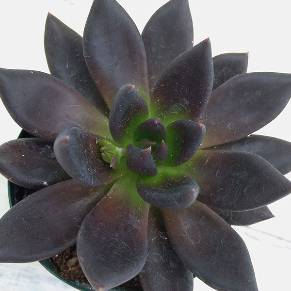 多肉植物エケベリアブラックピンク錦BTMN