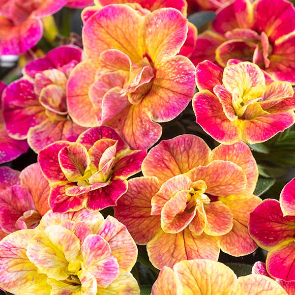 デザートローズ 新品未使用 デザートローズ 1610｜砂漠の薔薇 | SPUNKY & COCO｜インテリア鉱物