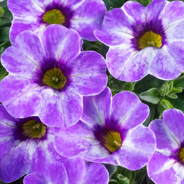 カリブラコア：カメレオン　フローズンアイス3.5号ポット 6株セット