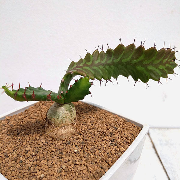 さぼてんみたいでサボテンじゃない:ユーフォルビア・飛竜　3.5号鉢植え
