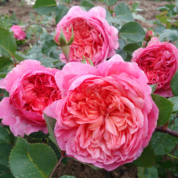 [送料無料]デルバールローズ：フラマン・ローズ大苗長尺7号角鉢植え