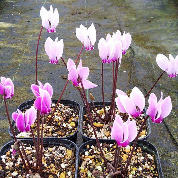 Naruto ！原種シクラメン コルチカム4号大株！ Naruto 様専用！原種