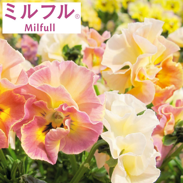 [送料無料][25年10月中下旬予約]ビオラ：ミルフル　アンティークミックス3.5号ポット 20株セット