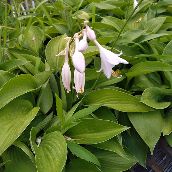 ギボウシ：ミスタービッグ5号ポット