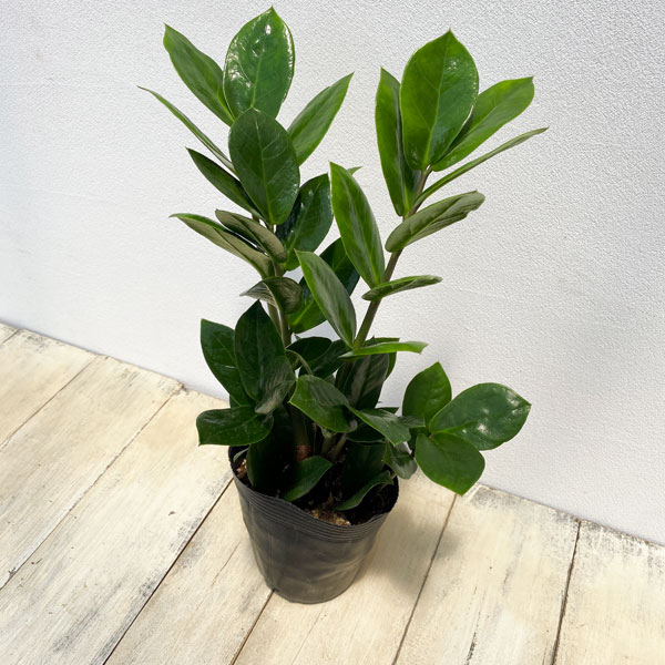 ザミオクルカス：ザミーフォリア　3.5号ロングポット