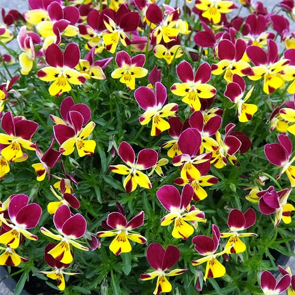 ビオラ：ファンシーレッドラビット3.5号ポット6株セット