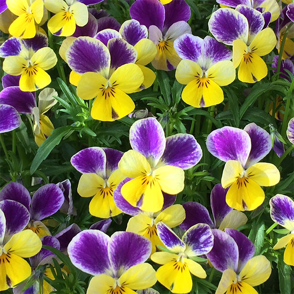 ビオラ：ファンシーブルーラビット3.5号ポット 12株セット