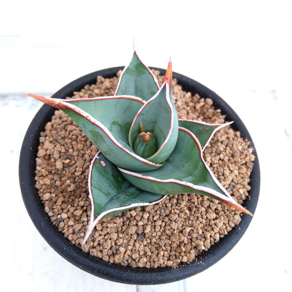 サンスベリア：ピンギキュラ　2.5号鉢植え*