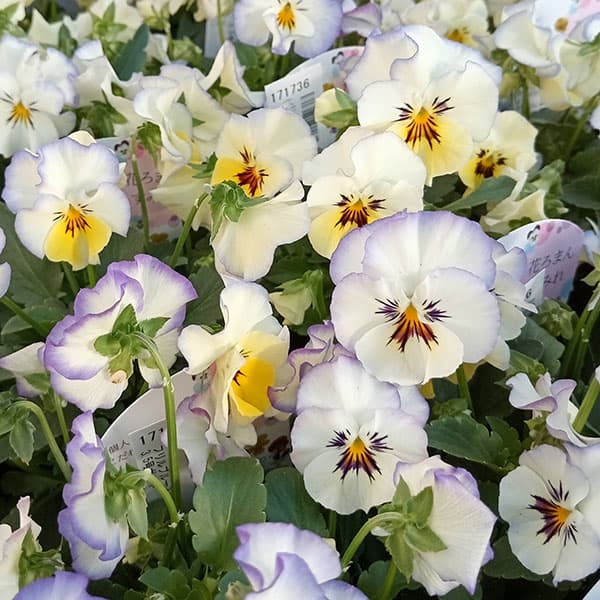 レジンヘアゴム フリルビオラ パンジー パープル ビジュー ひらひら