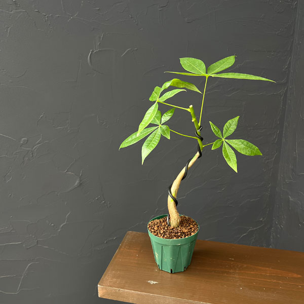 パキラ：グラブラ(実生・曲がり仕立て)　3号鉢植え