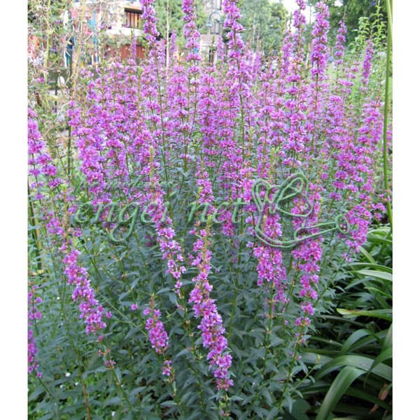 ミソハギ（禊萩）3号ポット 3株セット