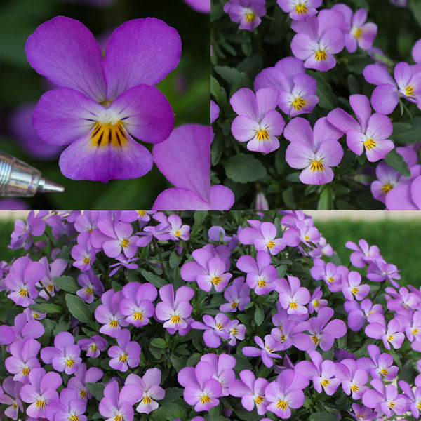 園芸ネット本店｜[送料無料]MSKガーデン極小輪ビオラ：フルーレット