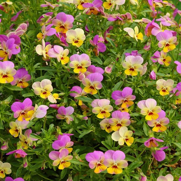 園芸ネット本店｜[送料無料]ビオラ：小輪ビオラ：パラダイスネオン3号