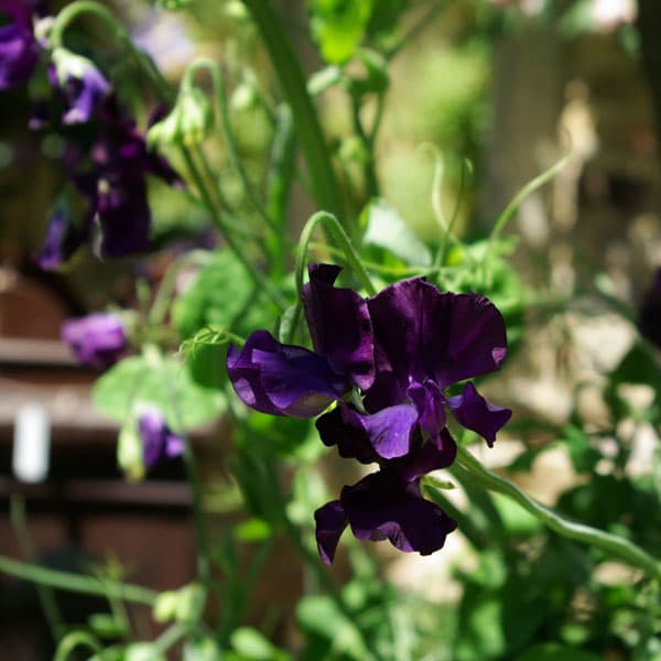 スイートピー：ネイビーブルー（No.7）3号ポット 2株セット