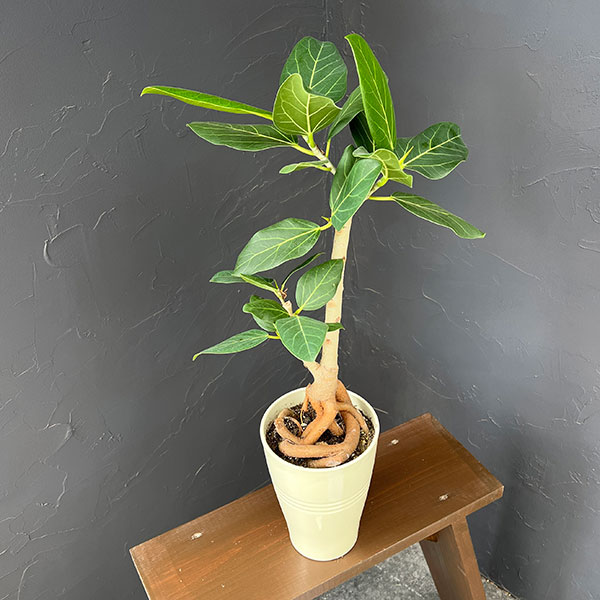 フィカス：ベンガレンシス（根上仕立て）　5号鉢植え*