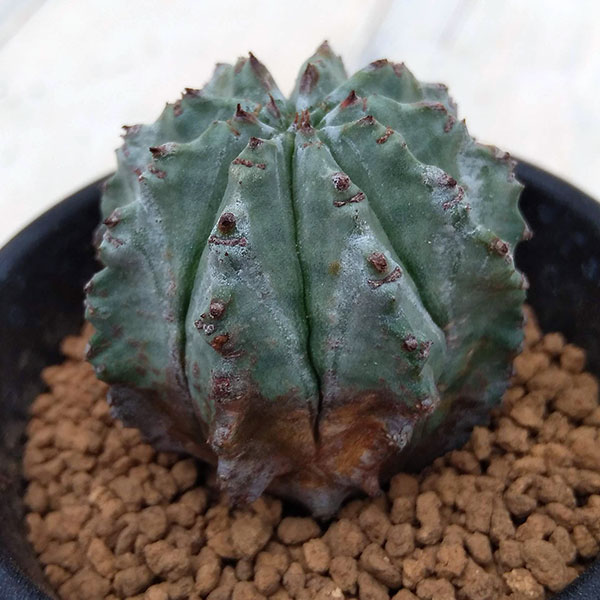 ユーフォルビア：ホリダ2.5号鉢植え