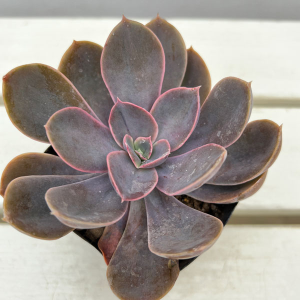 エケベリア：パールフォンニュルンベルグ　3号ポット