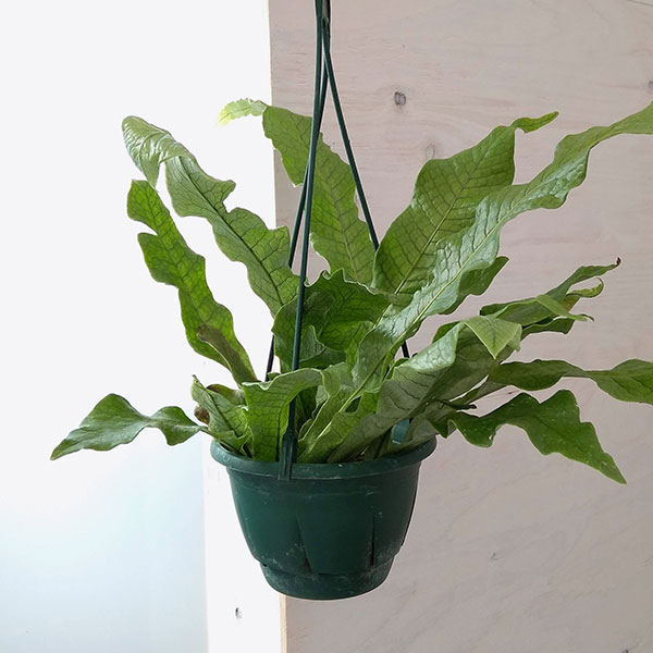 ミクロソリウム：クロコダイルファーン　5号吊り鉢