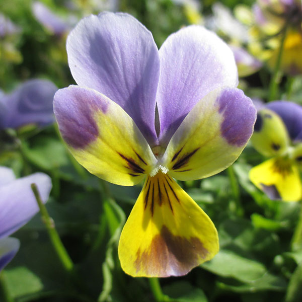 神戸ビオラ：バニー　ブルーフェイスイエロー3.5号ポット