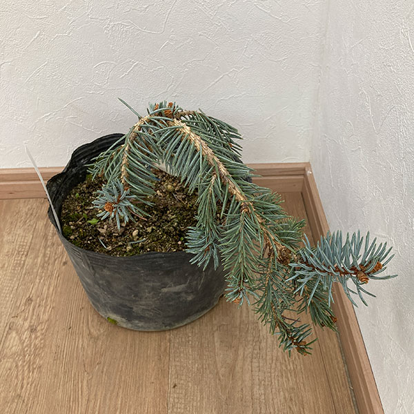 ピセアプンゲンス（プンゲンストウヒ）：ペンデュラ7号ポット