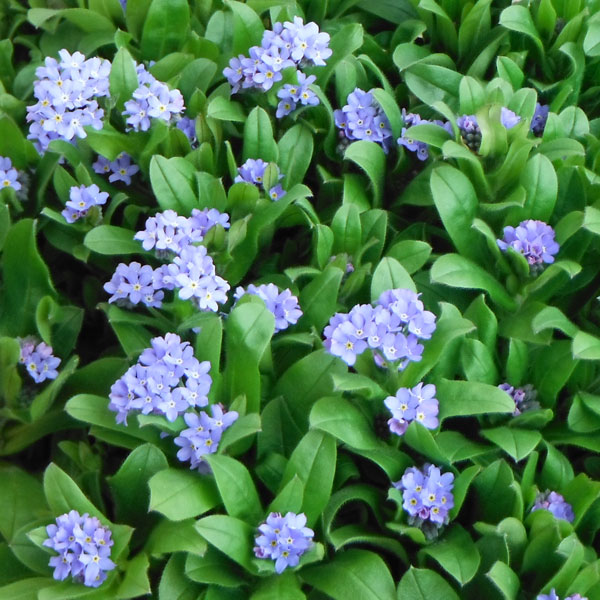 ワスレナグサ：ブルー3号ポット 2株セット