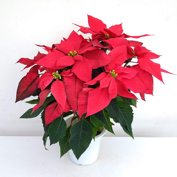 園芸ネット本店｜ポインセチア：フェラーラ（赤）5号鉢植え の通販【公式】