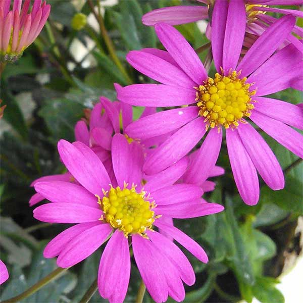 [26年4月上旬予約]ブラキカム：チェリッシュ3.5号ポット