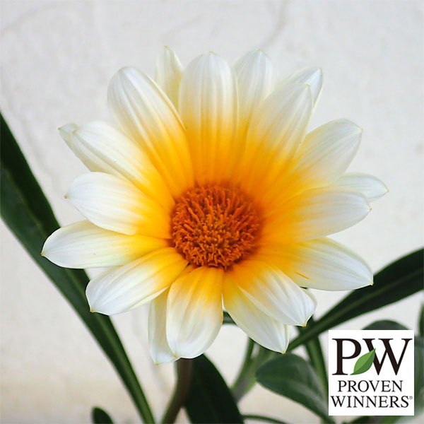 園芸ネット本店｜ガザニア：カナリアスマイル4号ポット の通販【公式】