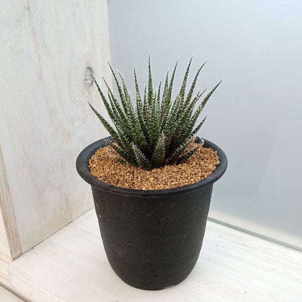 アロエ：ハオルチオイデス　3号