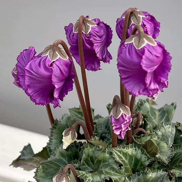 シクラメン：クロシェット（パープル系）3号ポット