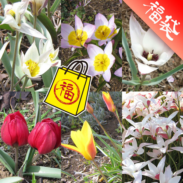 ミニチューリップ：品種ミックス3号7ポットセット