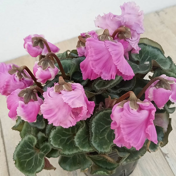 シクラメン：ふわもこ　パープル系3号ポット 3株セット