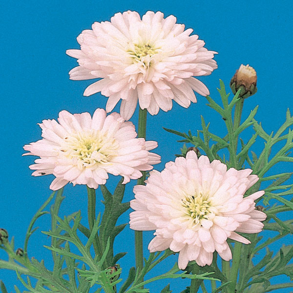 [26年2月中下旬予約]マーガレット・高性（八重咲きピンク・No5）3号ポット