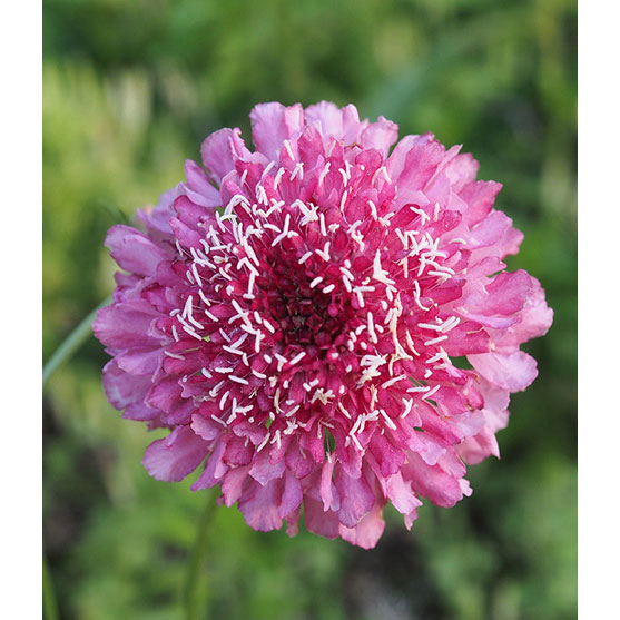 スカビオサ：サーモンピンク3.5号ポット