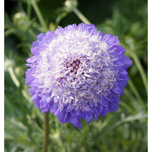 スカビオサ：オックスフォードブルー3.5号ポット