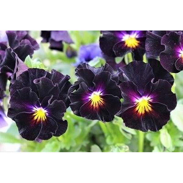 園芸ネット本店｜見元園芸さんのビオラ：ギャラクシー3-3.5号ポット 6