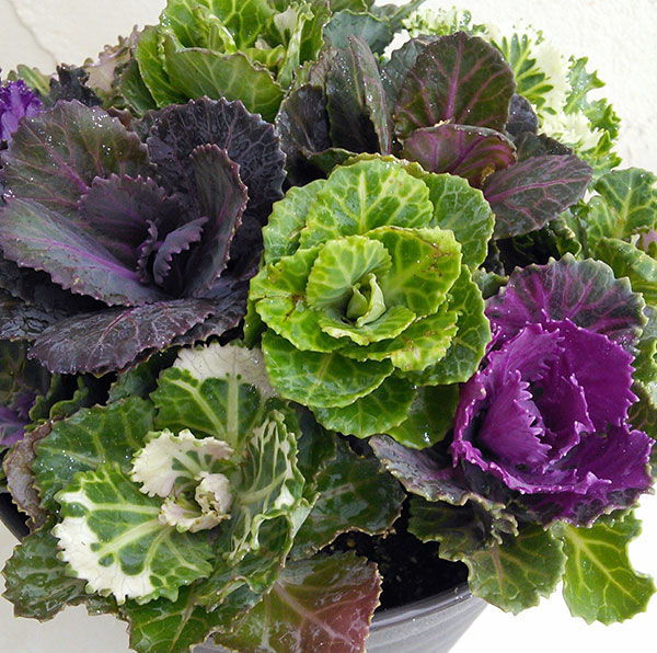 ハボタン：ジュエリーシュー6号鉢植え