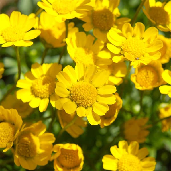 [送料無料]クリサンセマム ムルチコーレ3-3.5号ポット 24株セット