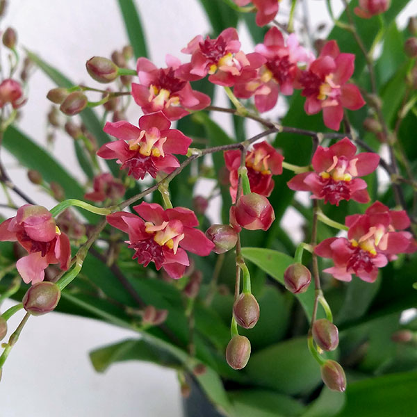 オンシジウム：トゥインクル　レッドファンタジー（2～3F）3.5号ポット