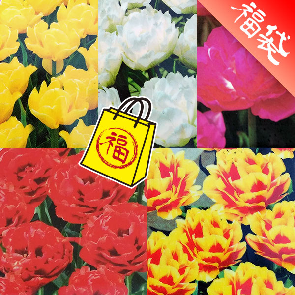 ＆#9747;チューリップ：八重咲き品種ミックス3号 7ポットセット