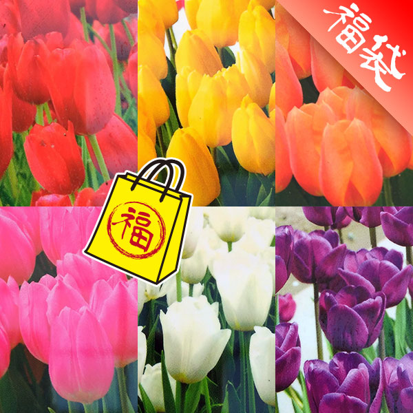 チューリップ：一重咲き品種ミックス 3号 7ポットセット