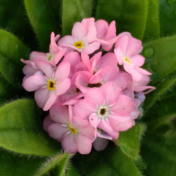 ワスレナグサ：モナミピンク3‐3.5号ポット