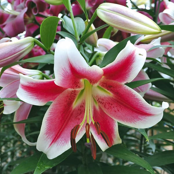 オリエンタルリリー：キャンディークラブ1球