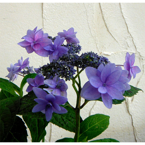 ヤマアジサイ：ミカタヤエ（美方八重）3～3.5号ポット